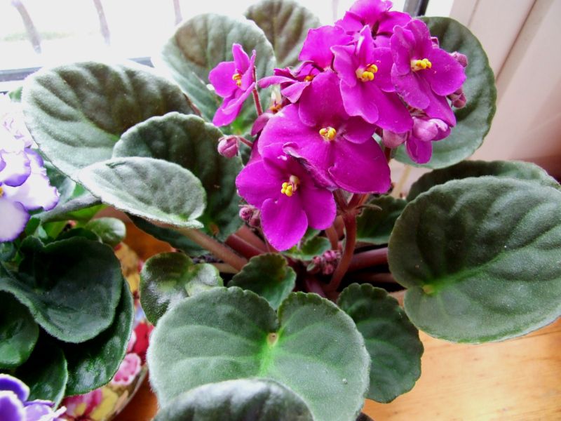10 уникальных растений, которые принесут в ваш дом счастье и любовь. Уже завели?