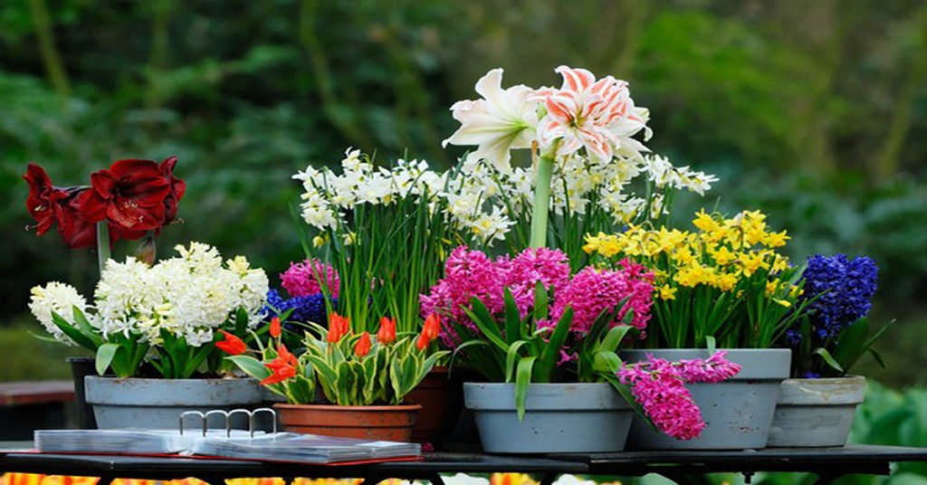 Чтобы комнатные растения цвели часто и подолгу - средства для каждого цветка