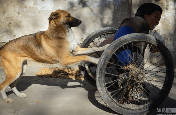 Жена с хвостом: каждое утро эта собака катит коляску с инвалидом на городской базар…