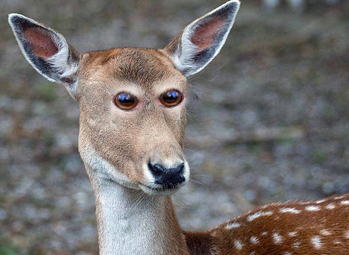 Как бы выглядели животные, если бы их глаза находились спереди. Это умора)))