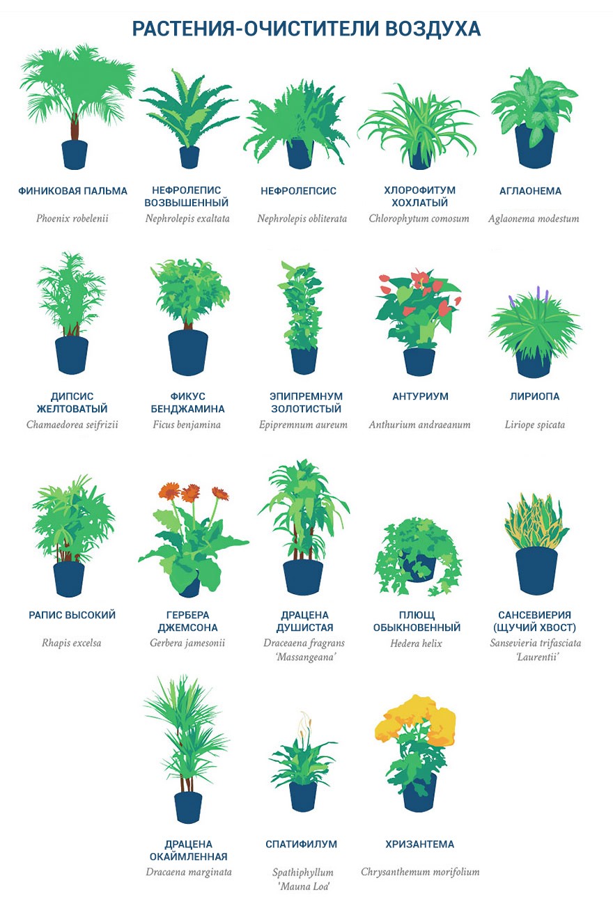 НАСА опубликовала список лучших растений-очистителей воздуха