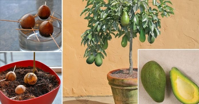 Перестаньте покупать авокадо. Вы можете вырастить дерево авокадо дома в горшочке!