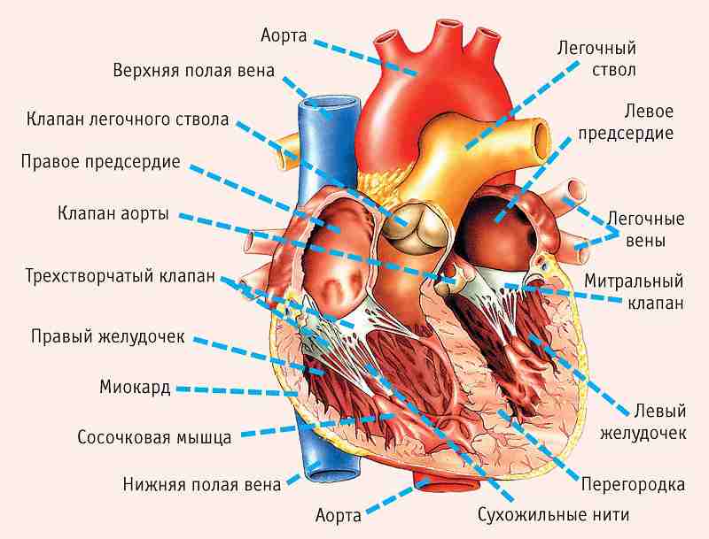 Если у вас серьёзные проблемы с сердцем, на это укажут эти 11 симптомов