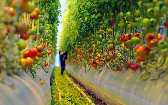 Почему работники теплиц никогда не едят свои помидоры