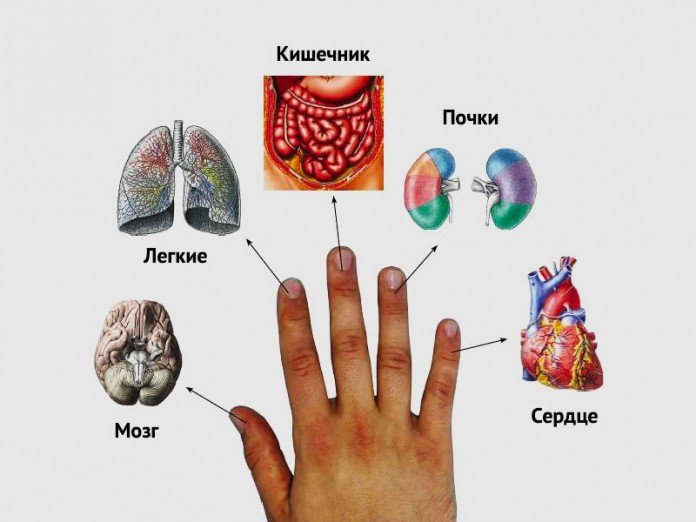 Каждый палец связан с двумя органами: японский метод сверхбыстрого лечения!