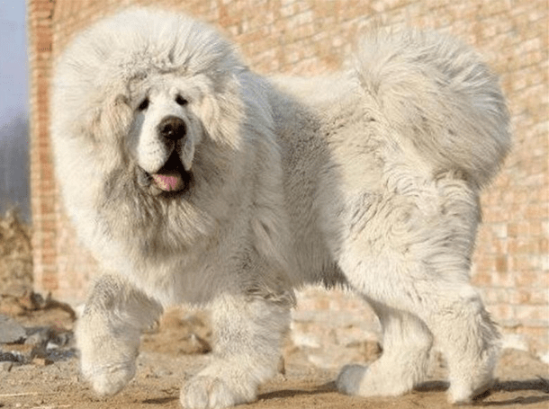 Тибетский мастиф. Так выглядит самая дорогая собака на земле!