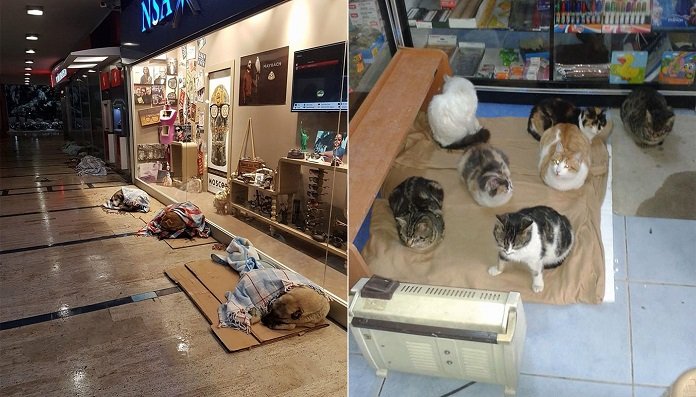 Жители Стамбула показали свою человечность, позаботившись о животных в метель