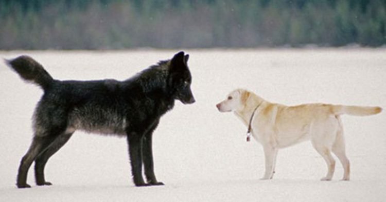 Хозяин смотрел, как волк приближался к его собаке. То, что произошло потом, похоже на сюжет из фильма
