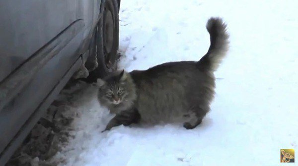 Маленького ребенка бросили умирать на морозе – но Вы только взгляните, что сделала кошка!