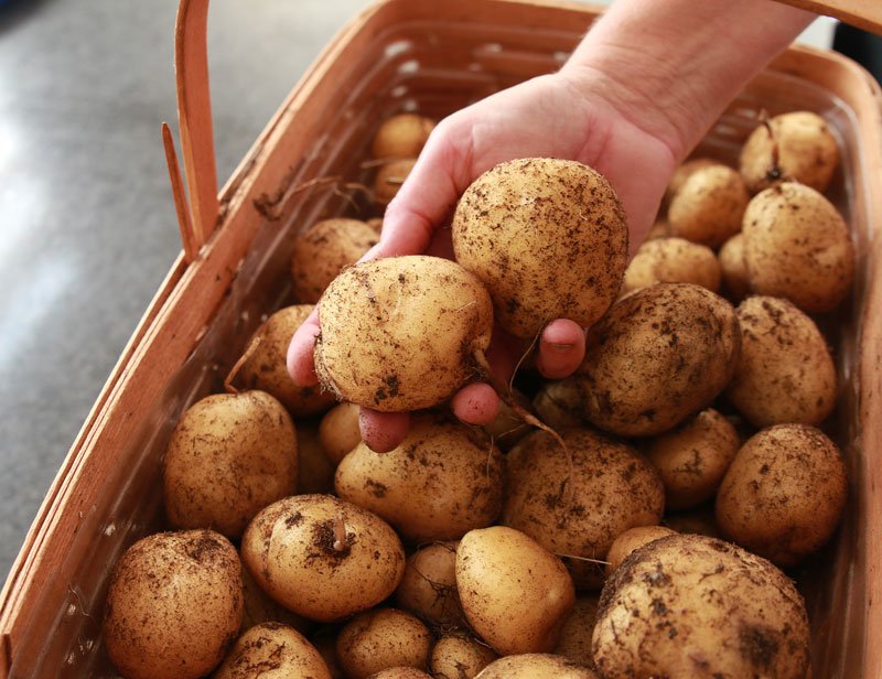 Интересный метод выращивания нескончаемого запаса картошки прямо у Вас дома! Проще некуда!