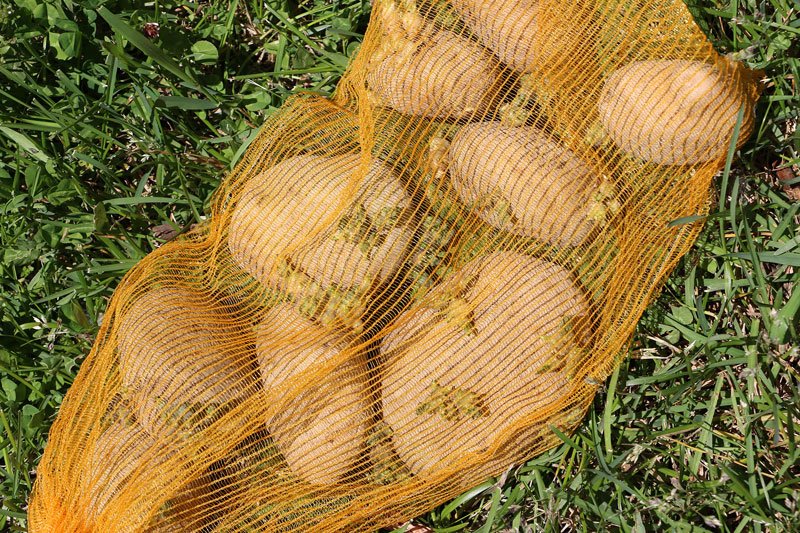 Интересный метод выращивания нескончаемого запаса картошки прямо у Вас дома! Проще некуда!
