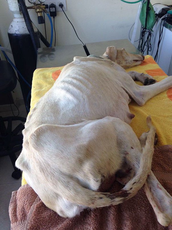 Собака со сломанными лапами привела ветеринара к своим щенкам!
