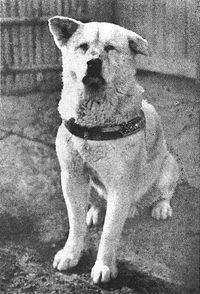 Реальная история собаки Хатико с его настоящими фото