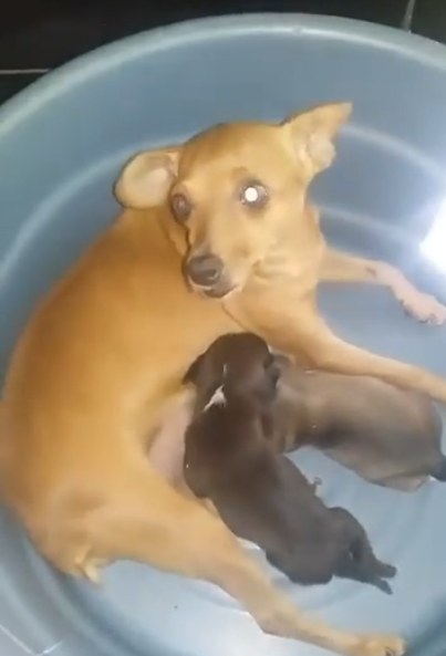 Собака рылась в мусорке не просто так… Она спасала малыша!