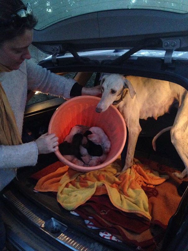 Собака со сломанными лапами привела ветеринара к своим щенкам!