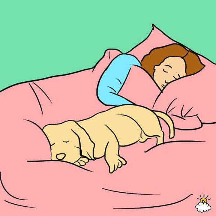 7 Неожиданных Причин, Почему Ваша Собака Должна Спать С Вами В Кровати