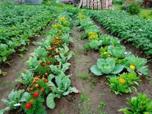 Как правильно посадить овощи друг с другом для хорошего урожая