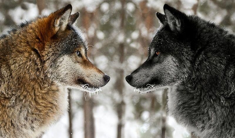 Притча про двух волков. Вы прочитаете её за 30 секунд, а вспоминать будете всю жизнь!