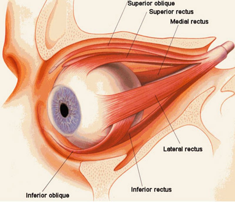 Причина, по которой падает зрение, находится в кишечнике - Забота о глазах по Аюрведе