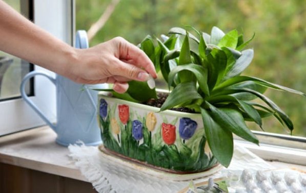 Три простейших трюка для здоровья комнатных растений. Они оживут и зацветут!