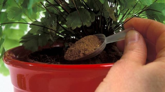 10 лучших подкормок для комнатных растений, которые оживляют даже сухой куст!