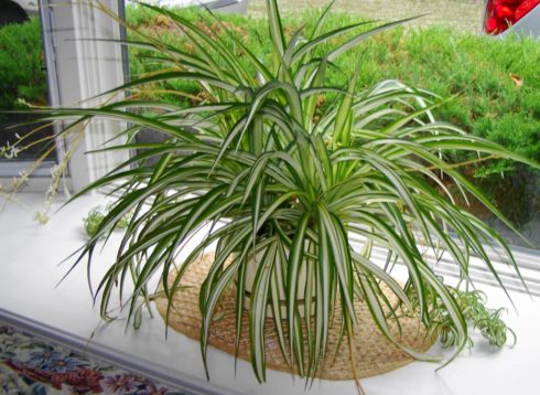 Зеленые экстремалы - 10 самых неубиваемых растений для вашего дома