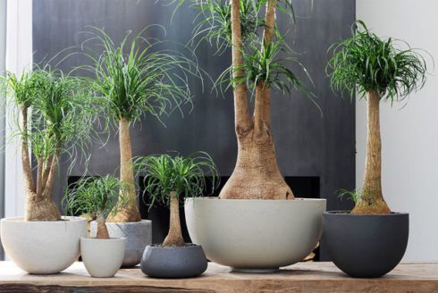 Зеленые экстремалы - 10 самых неубиваемых растений для вашего дома