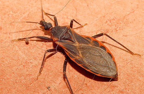Если вы увидели этого жука у себя дома, немедленно вызывайте МЧС. Не вздумайте даже прикасаться к нему!