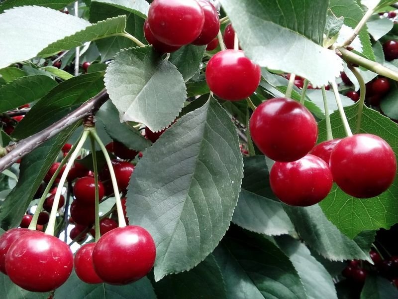 Листья этих ягод снимают воспаления, устраняют бессонницу и симптомы менопаузы, а также защищают от гепатита и рака!