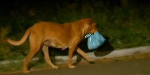 Каждую ночь эта собака убегала из дома. Хозяева пришли в ужас, когда проследили за ней.