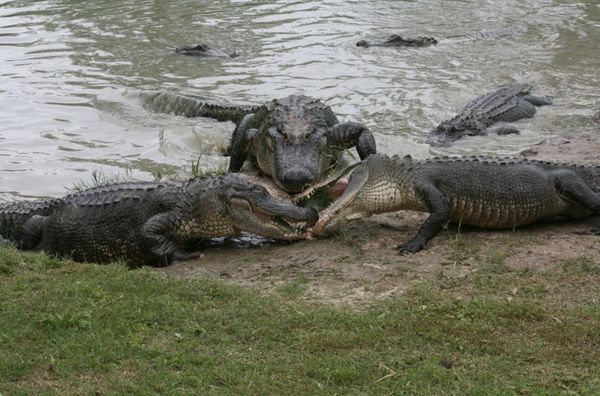 Автобус со школьниками упал в озеро с крокодилами. Вас поразит то, что предпринял 10-летний мальчишка!