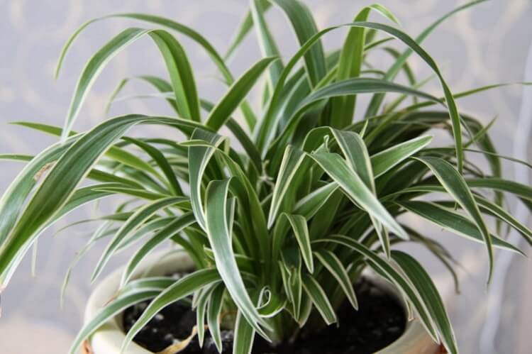 Эти растения – лучшие очистители воздуха в доме! Они обязаны стоять у вас на подоконнике!