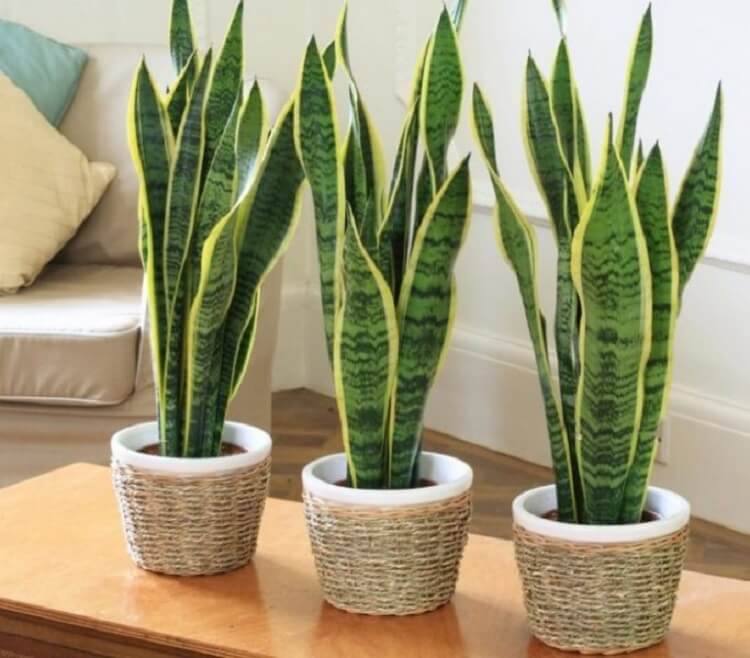 Эти растения – лучшие очистители воздуха в доме! Они обязаны стоять у вас на подоконнике!