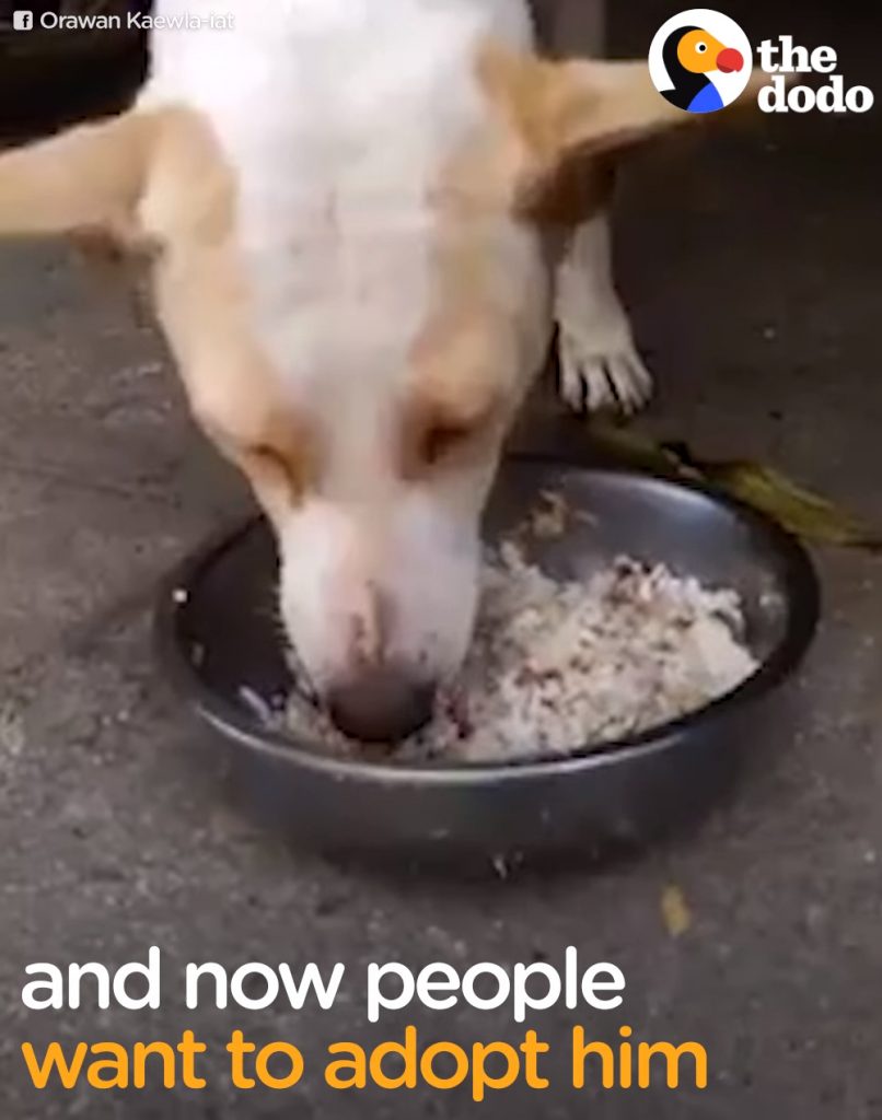 Бездомная собака приносит подарке женщине, которая его кормит. Очень милое зрелище!