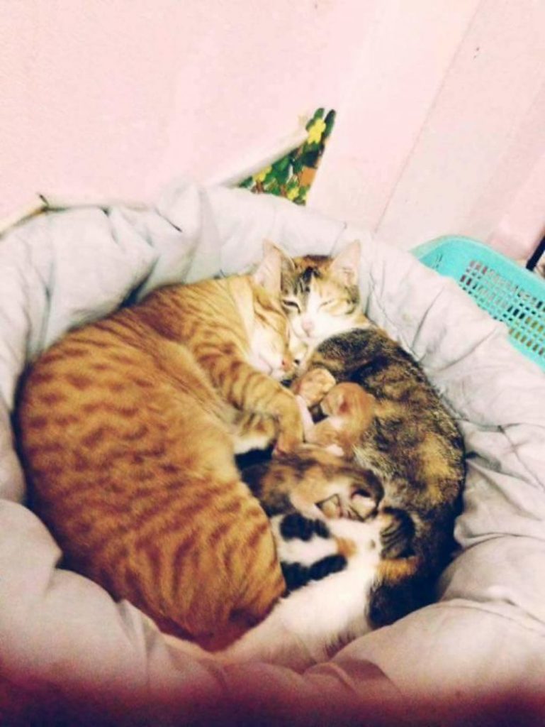 Кот поддержал кошку во время родов и покорил тысячи сердец!