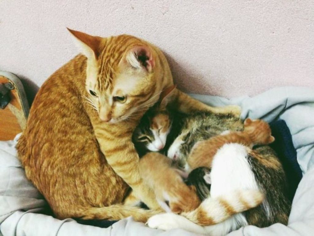 Кот поддержал кошку во время родов и покорил тысячи сердец!