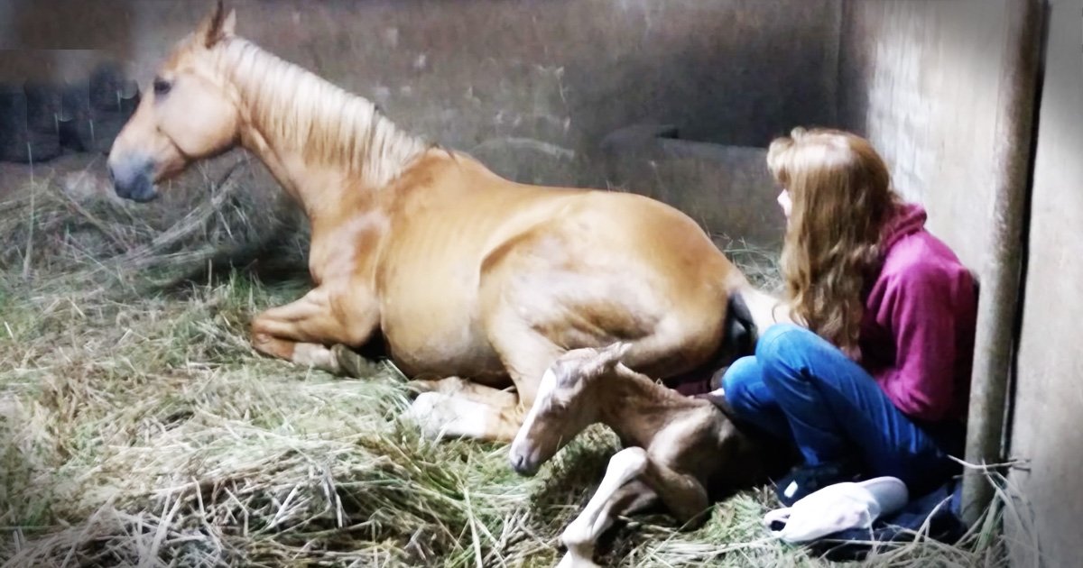 Лошадь смотрела на своего новорожденного жеребенка… Далее произошло то, что поразило всех сотрудников конюшни!