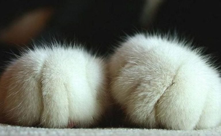 Ученые объяснили, почему кошка часто топчет нас лапками и что она хочет этим сказать