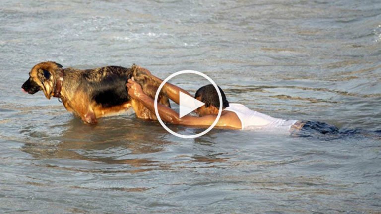 10 животных, которые спасли людям жизни. Вас поразит это видео!