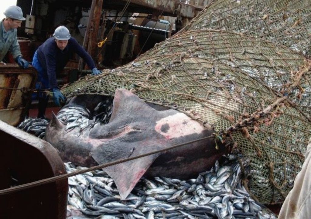 Эти рыбаки разгружали сети, когда увидели нечто ужасное… Этот улов они не забудут никогда!