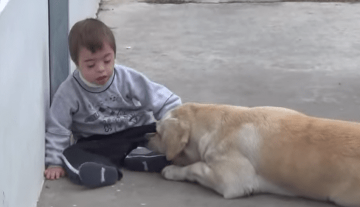 Лабрадор встретил ребенка с синдромом Дауна. Реакция пса поражает!