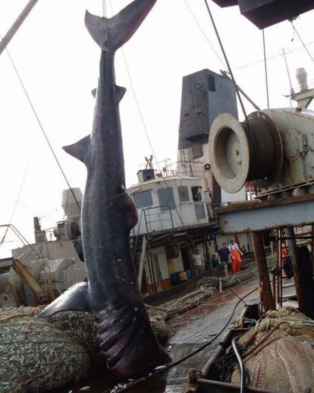 Эти рыбаки разгружали сети, когда увидели нечто ужасное… Этот улов они не забудут никогда!
