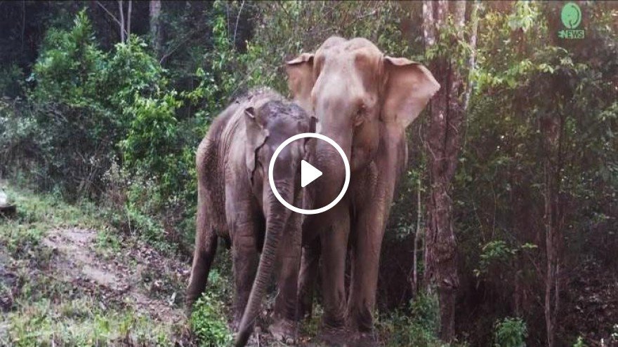 Слонёнок вернулся к маме после 4-х лет разлуки! Эти эмоции не описать словами!