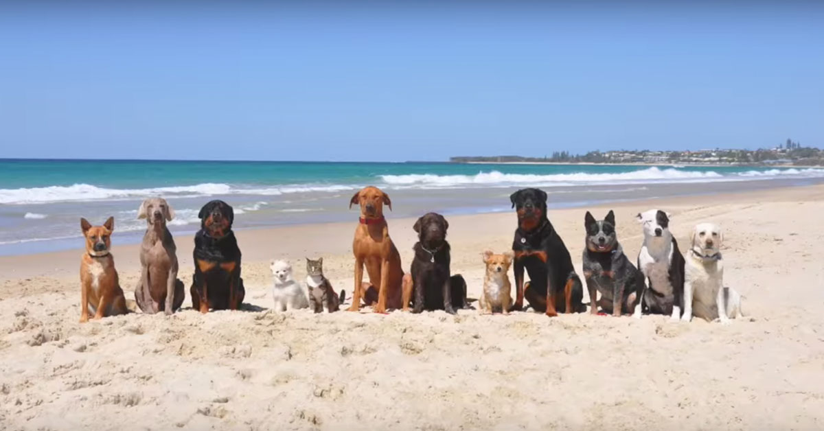 11 собак и известная кошка Диджа — в съемках клипа на пляже. Ничего позитивнее вы еще сегодня не видели!