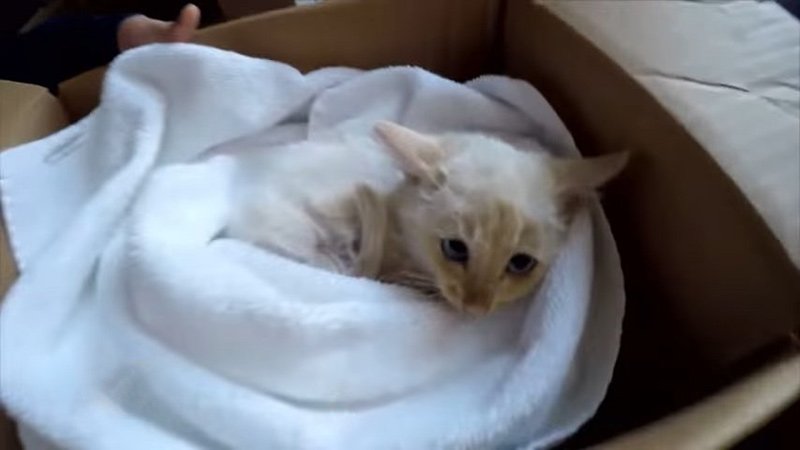 Мужчина вернул к жизни окоченевшего от холода котенка! Трогательная история спасения