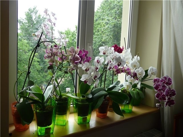 Почему нельзя держать дома орхидею! На работе — можно, но дома — нет!