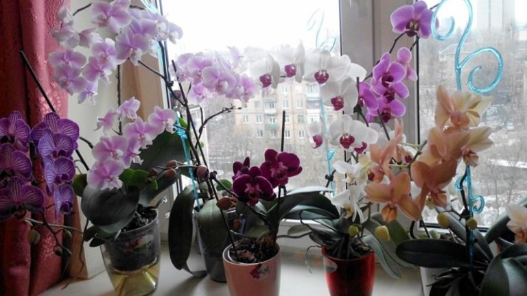 Почему нельзя держать дома орхидею! На работе — можно, но дома — нет!