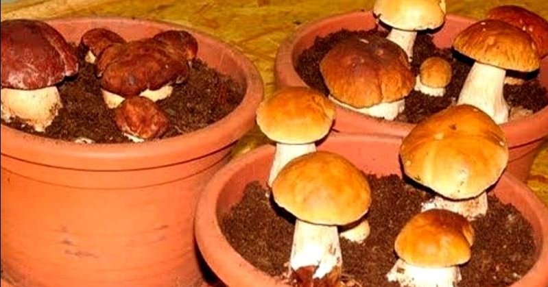 Как самому вырастить белые грибы на подоконнике? Подробная инструкция