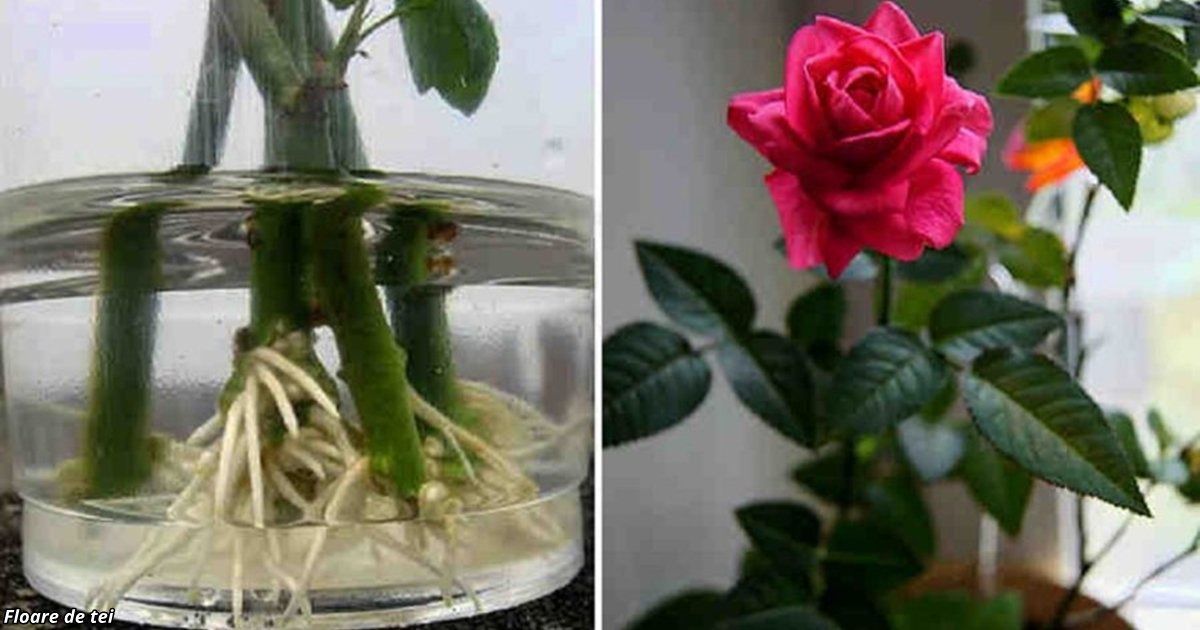 Вот как посадить дома розу, уже срезанную для букета
