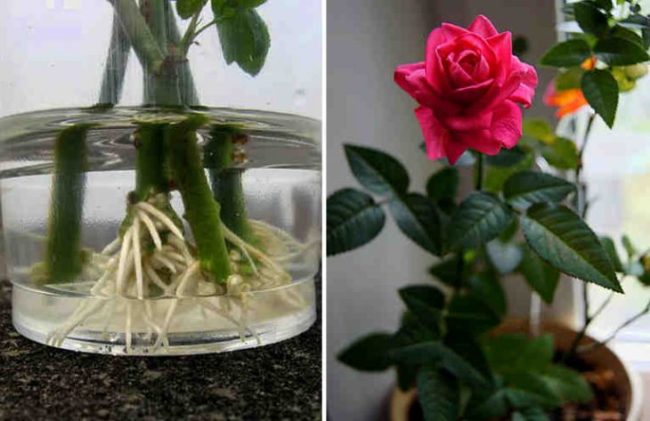 Как укоренить розу из букета. Используй натуральные стимуляторы образования корней! Пробуйте…